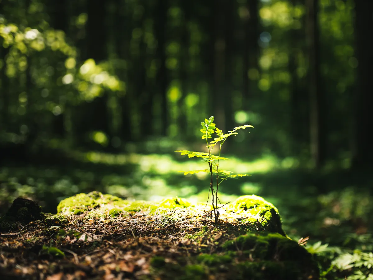 A small sapling grows out of an old, moss-covered stump. The sapling is bathed in sunlight.