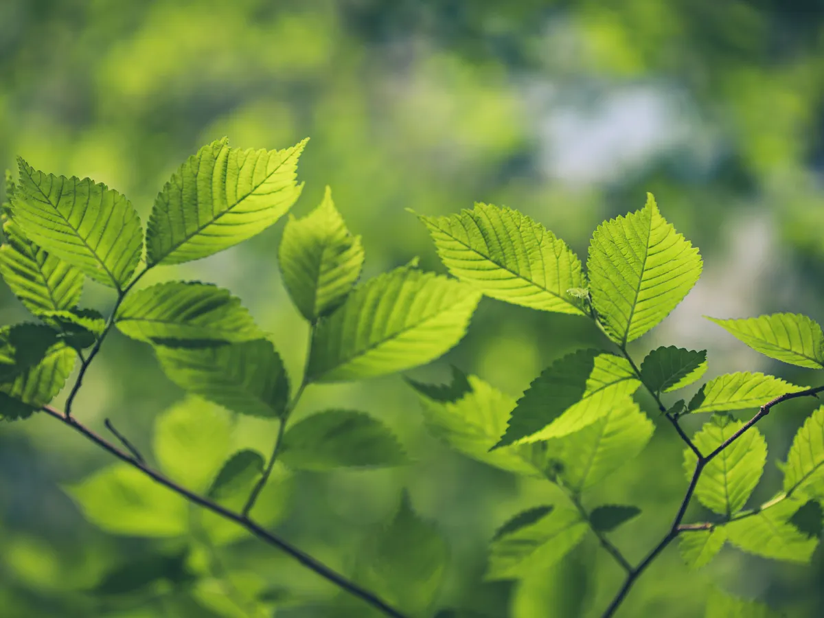 Tree leaves Close up of a tree branch covered in green, oval leaves. Summertime.